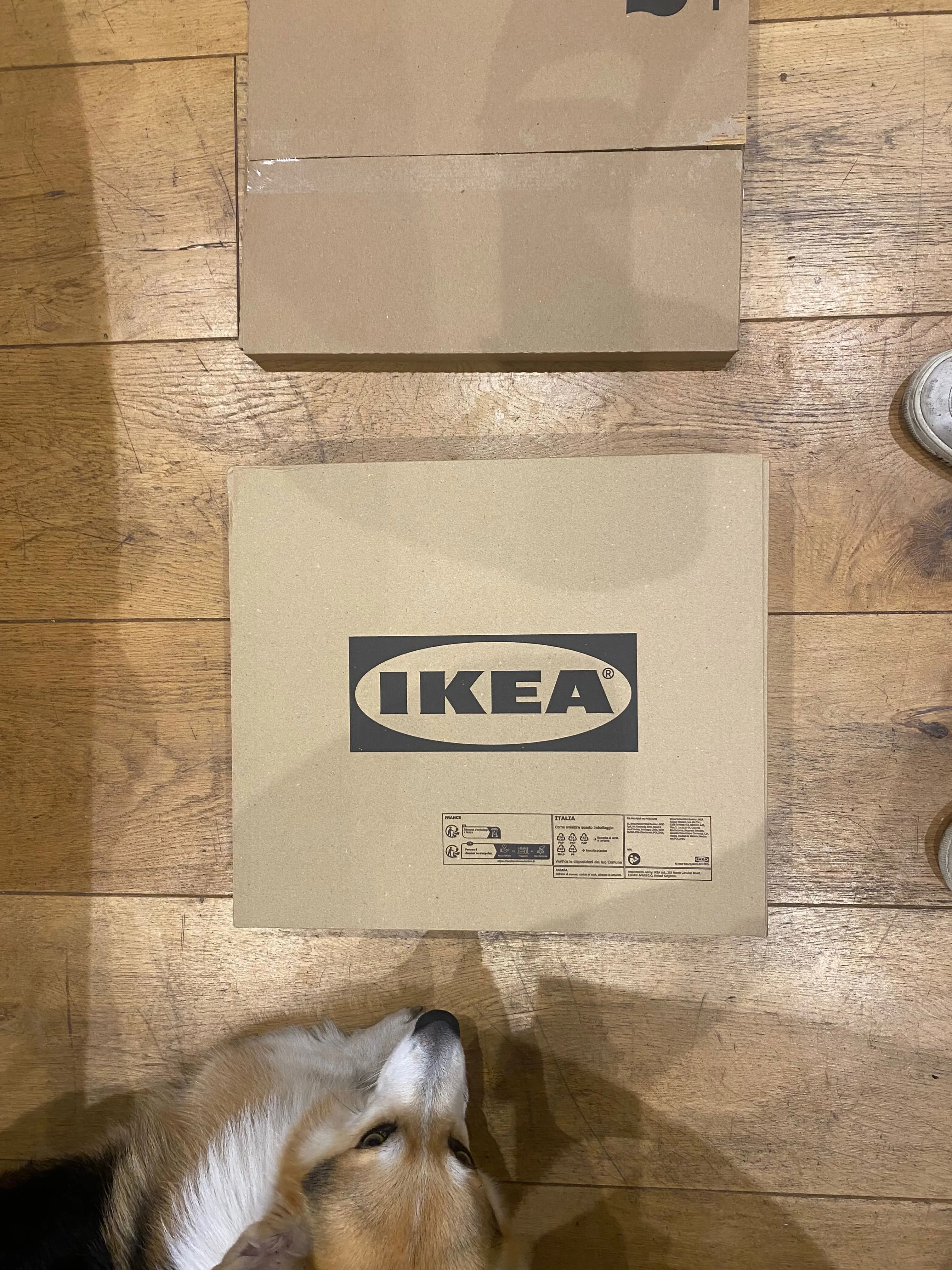 Bryn the corgi investigating the IKEA delivery boxes